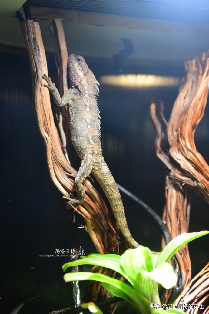 雨林缸可以养的蜥蜴,鱼缸改造封闭式雨林缸养蜥蜴