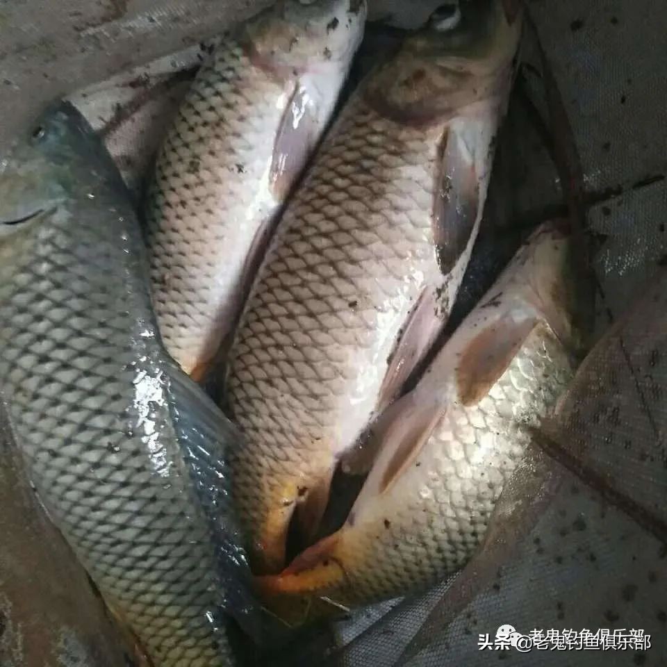 老鬼老三样用什么打窝,老鬼老三样速攻鲤鱼