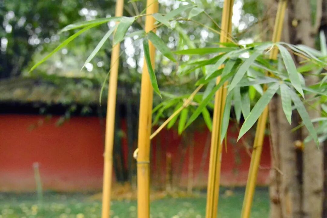 赋词千行，把酒千觥，烟墨流年聊寄仄平中丨薰衣2019诗词集