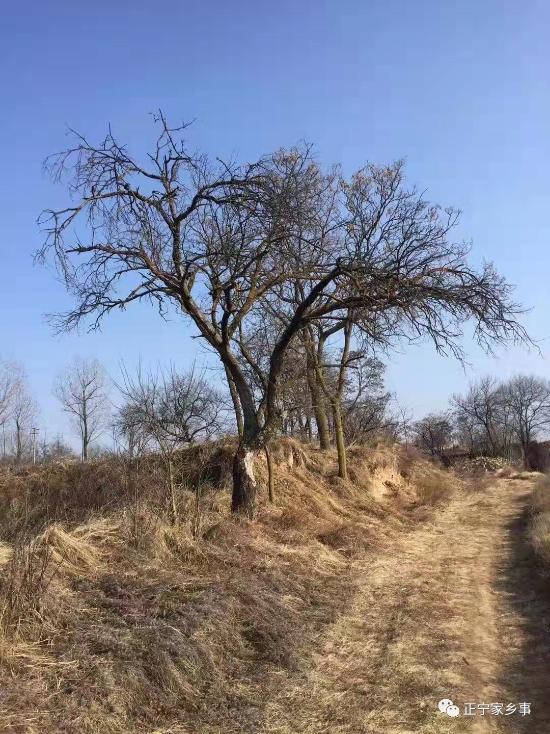 疫情期间蜗居,疫情期间随笔