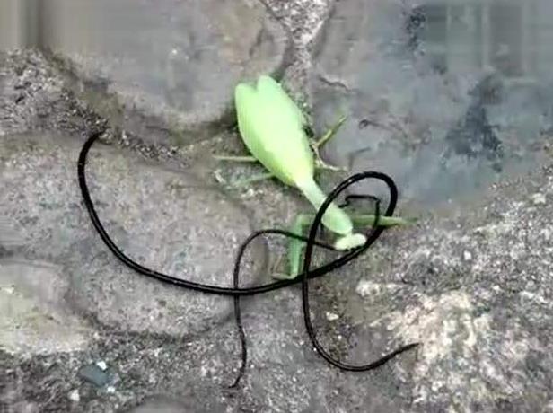 昆虫界战斗力最强的昆虫,谁是昆虫界最厉害的杀手