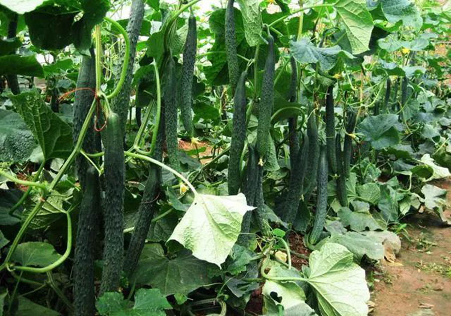 夏季黄瓜怎样育苗,露地黄瓜的育苗技巧