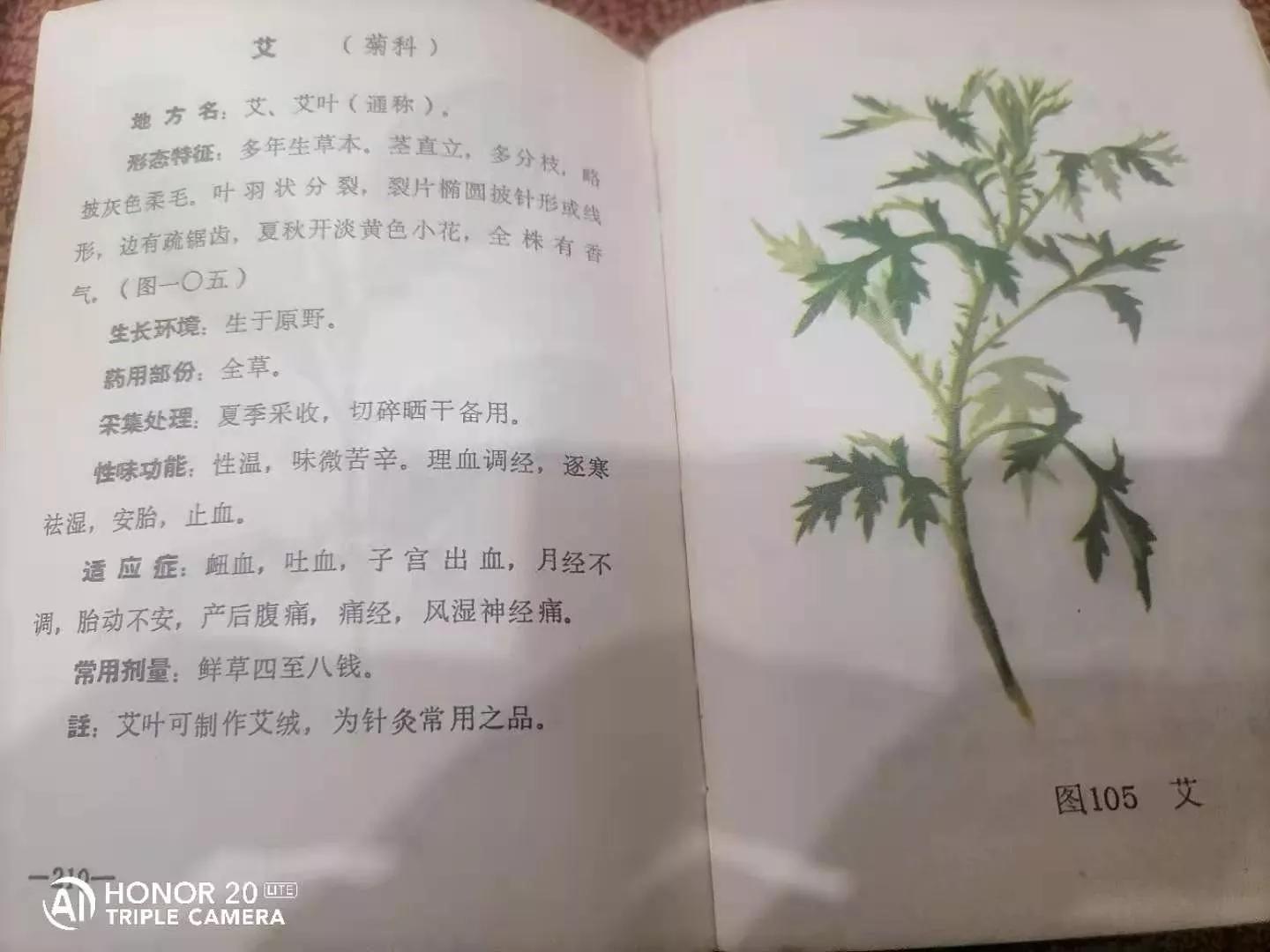 一年四季艾草飘香,山上艾草飘香