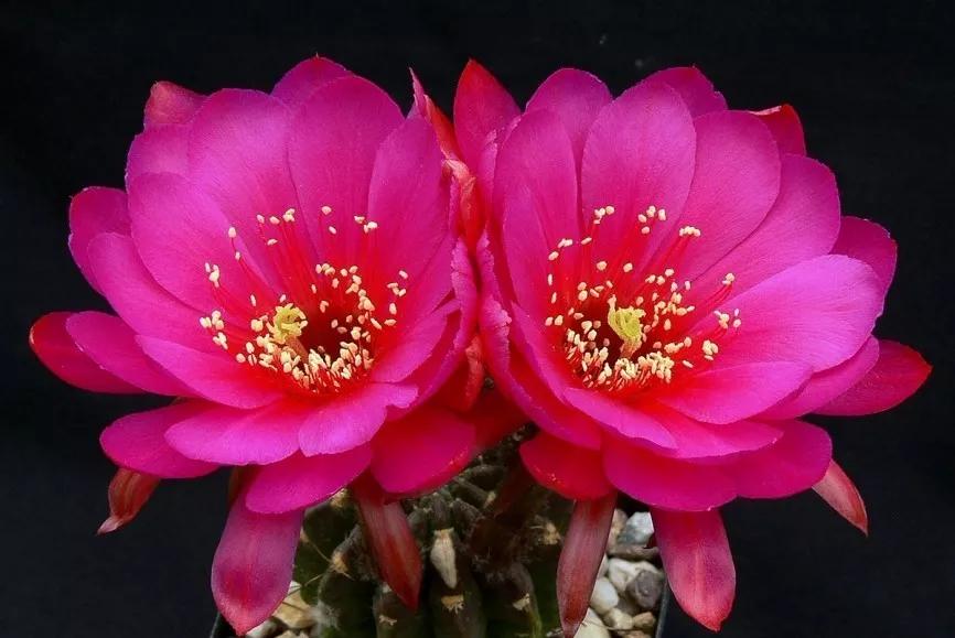 100种仙人球开花图鉴，平时丑丑的它们，开起花来，惊艳