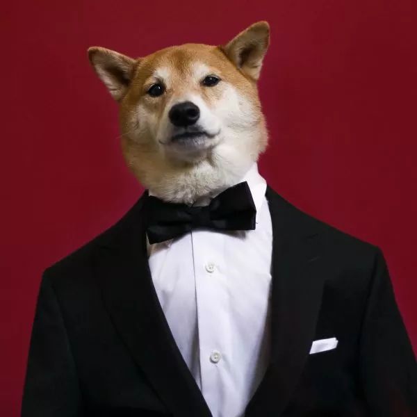 帅到各种时尚大牌求合作，它居然是条狗……你们信吗？