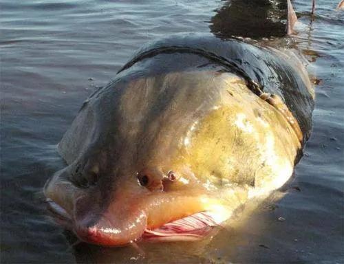 黑龙江鳇鱼营养价值高吗,黑龙江冰冻大鳇鱼