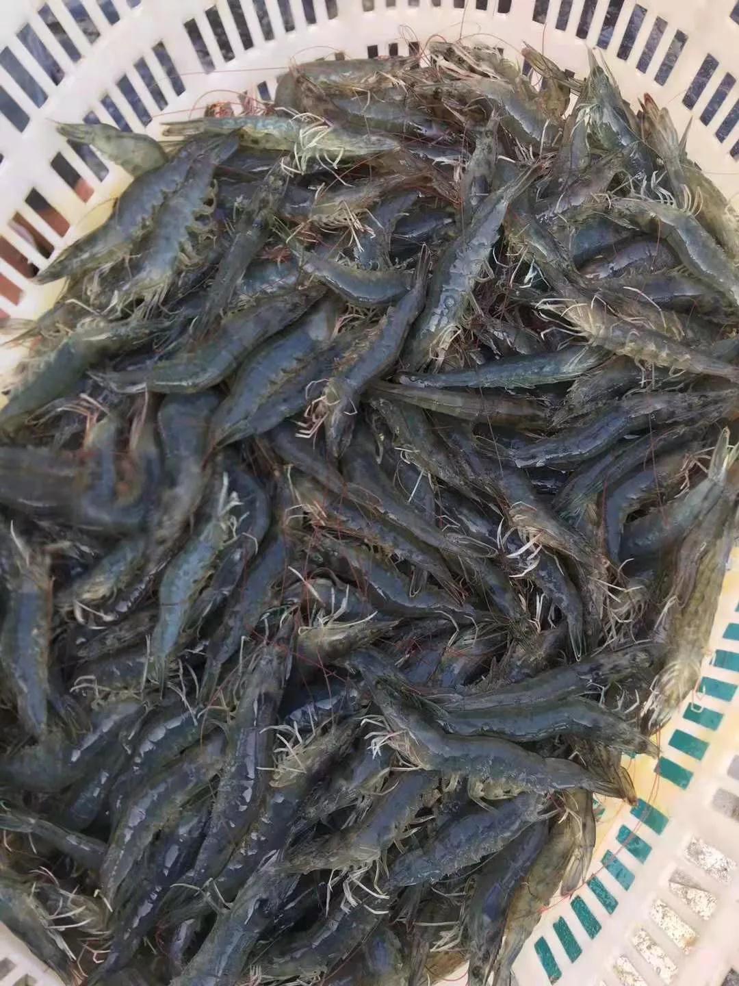 对虾蜕壳不遂原因解剖和处理建议,小棚对虾蜕壳不遂表现