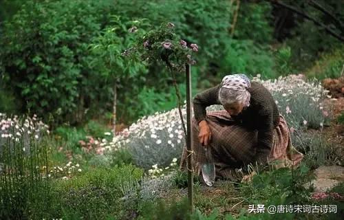 塔莎奶奶的花园纪录片英文版,塔莎奶奶的真实生活照