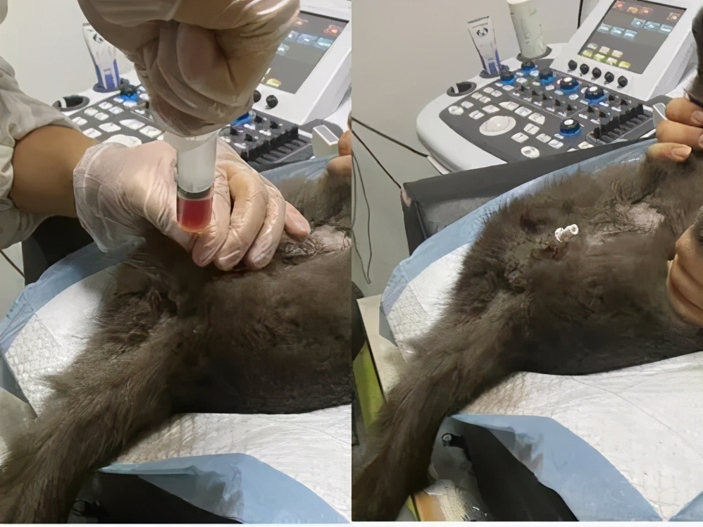 猫咪的臭臭正常是什么样子的,猫咪会对别的猫咪的气味敏感吗