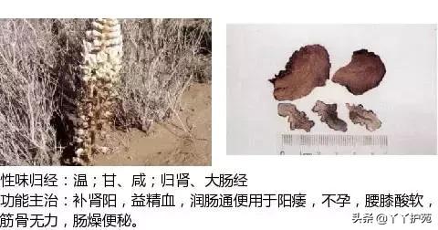 农村身边的中草药主治与功效,中草药全图谱与功效