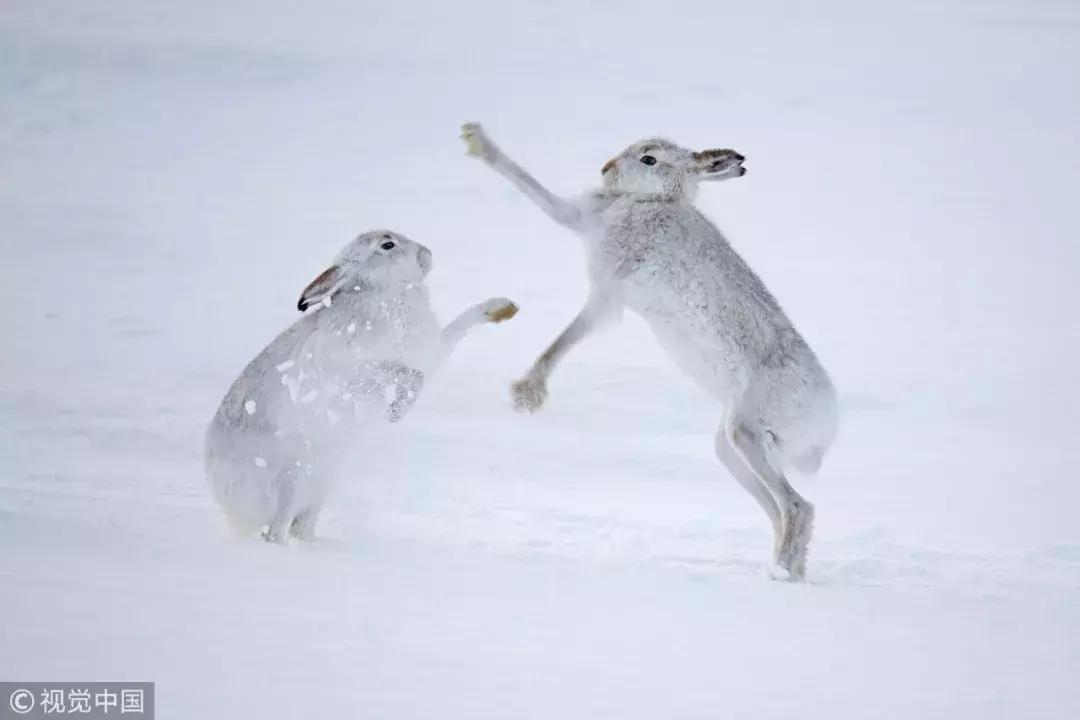 认识鲨鱼斑马恐龙等10种动物,六角恐龙海底生物