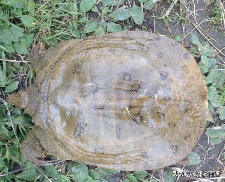 甲鱼养殖最新技术,养殖甲鱼技术和教程