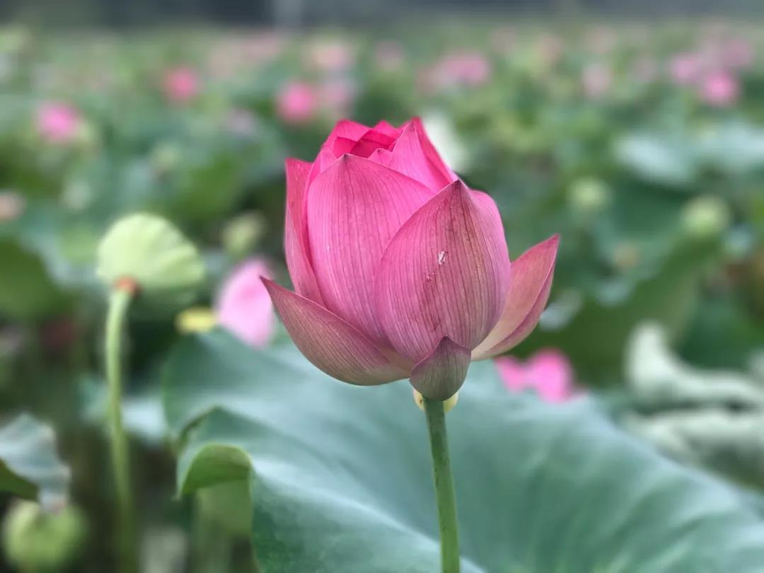 老子四句话说尽人生智慧受益一生,老子智慧六句精髓