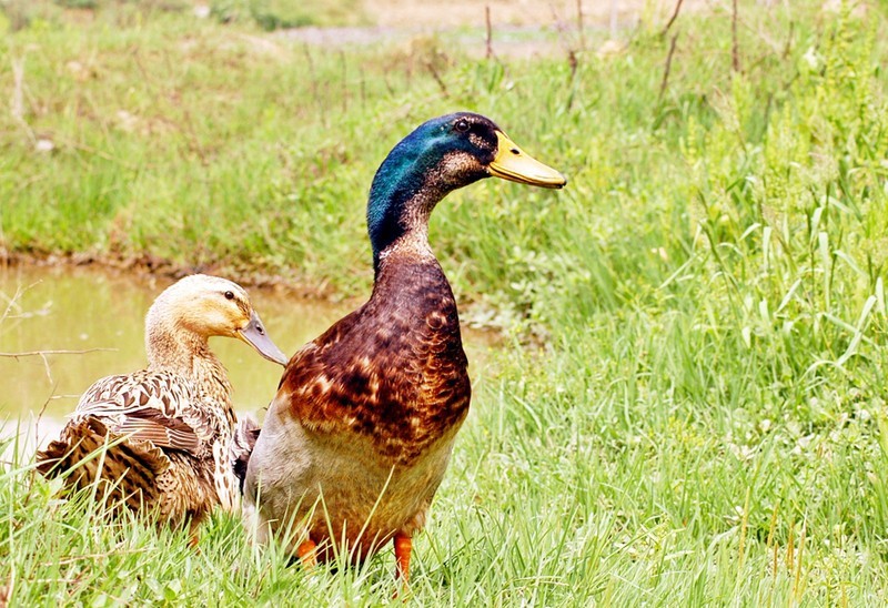 处暑吃鸭子很有讲究,处暑节气时为什么要吃鸭子