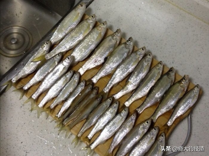 如何更好的钓小白条,钓白条的正确方法和技术