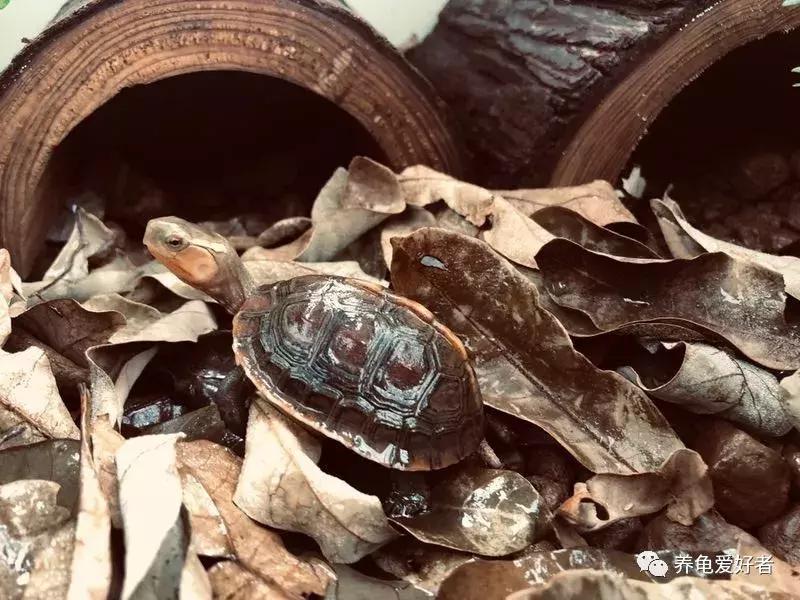 野生龟养龟教程,野生龟和家养龟有什么区别