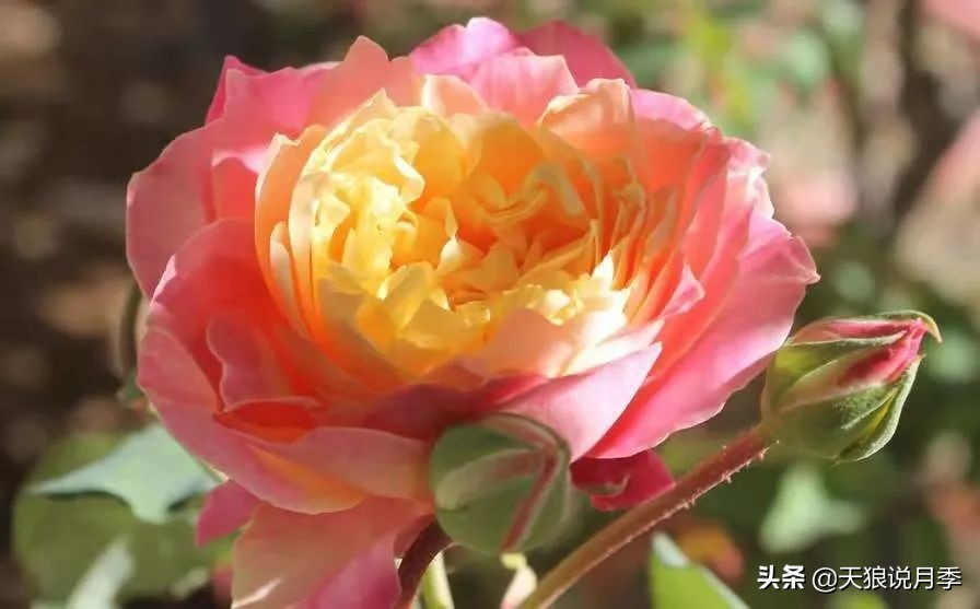 怦然心动的万人迷月季，原来从它而来（二）