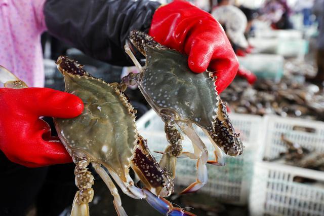 教您几招挑选螃蟹的妙招,如何挑选螃蟹的正确方法