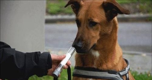 狗能闻出癌前病变吗,一般的狗能嗅出癌症吗