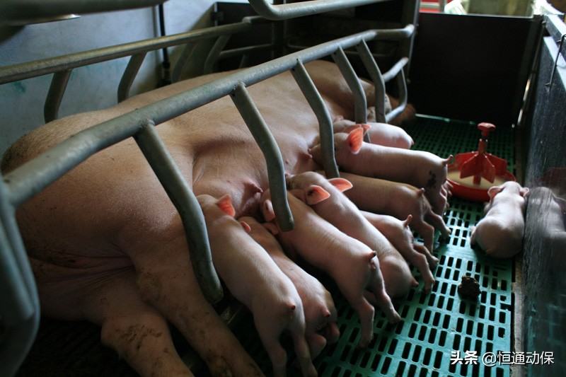 母猪产后坐月子,母猪坐月子