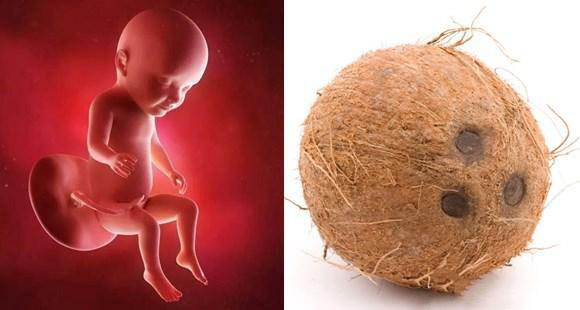 1-40周胎儿发育水果对比图,孕期1-40周胎儿图