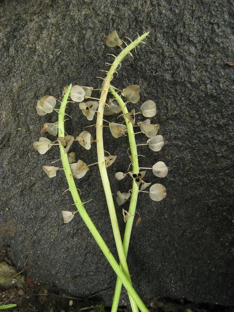 葡萄风信子盆栽在户外,葡萄风信子可以家养吗