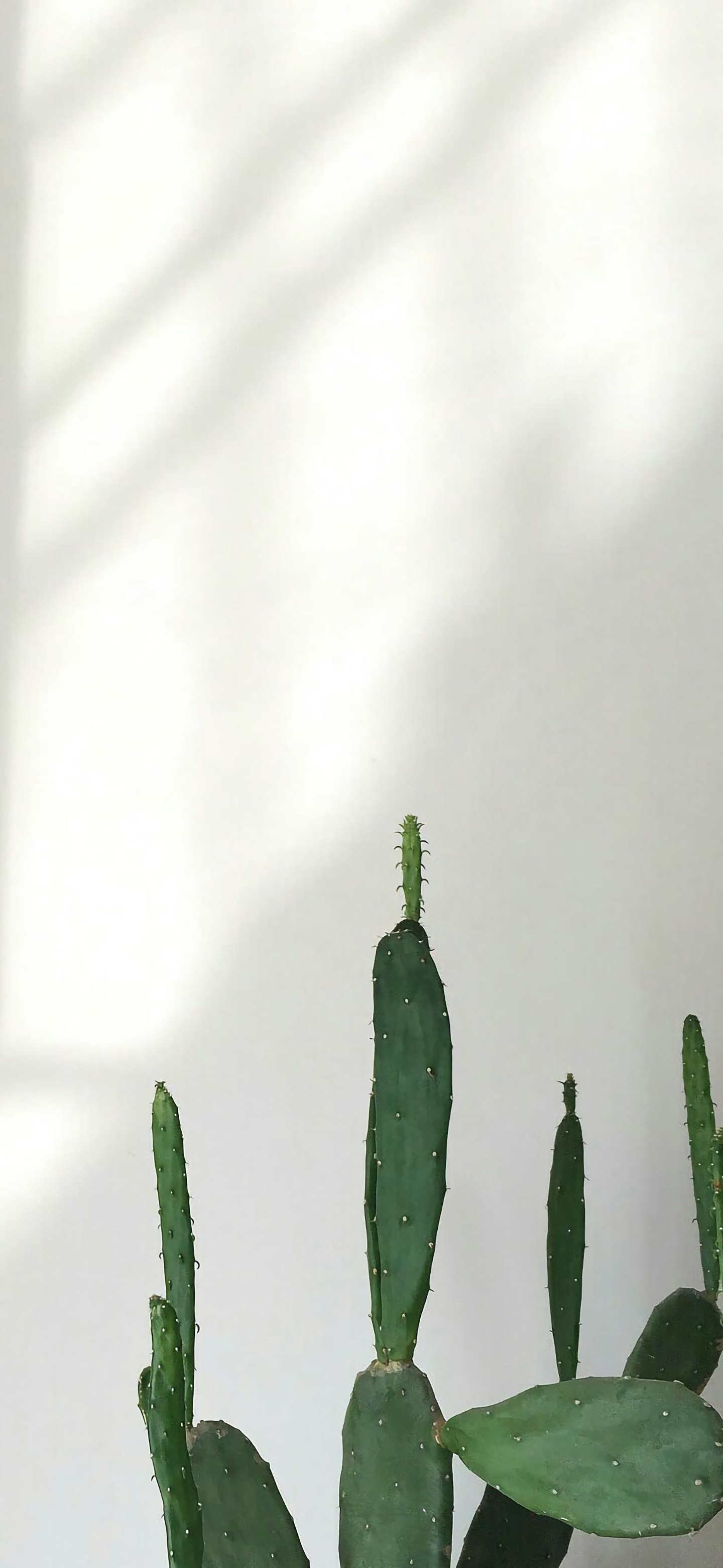 清晰到极致的手机壁纸图片,高清壁纸超清手机壁纸