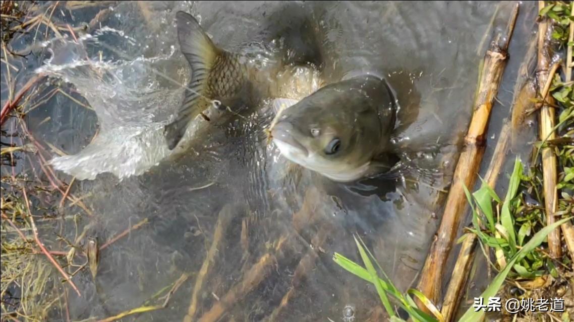 单钩通线野钓钓鱼钩要悬空吗,野钓时子线双钩缠绕小编给你支招