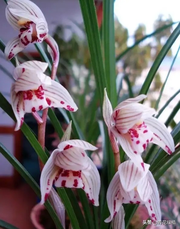 兰花的分类与品种如何鉴别,兰花品种哪种兰最贵最好养