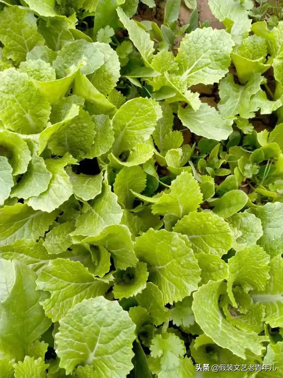 河南人也有这样的情节！拈花微笑：听菜，更是一种境界