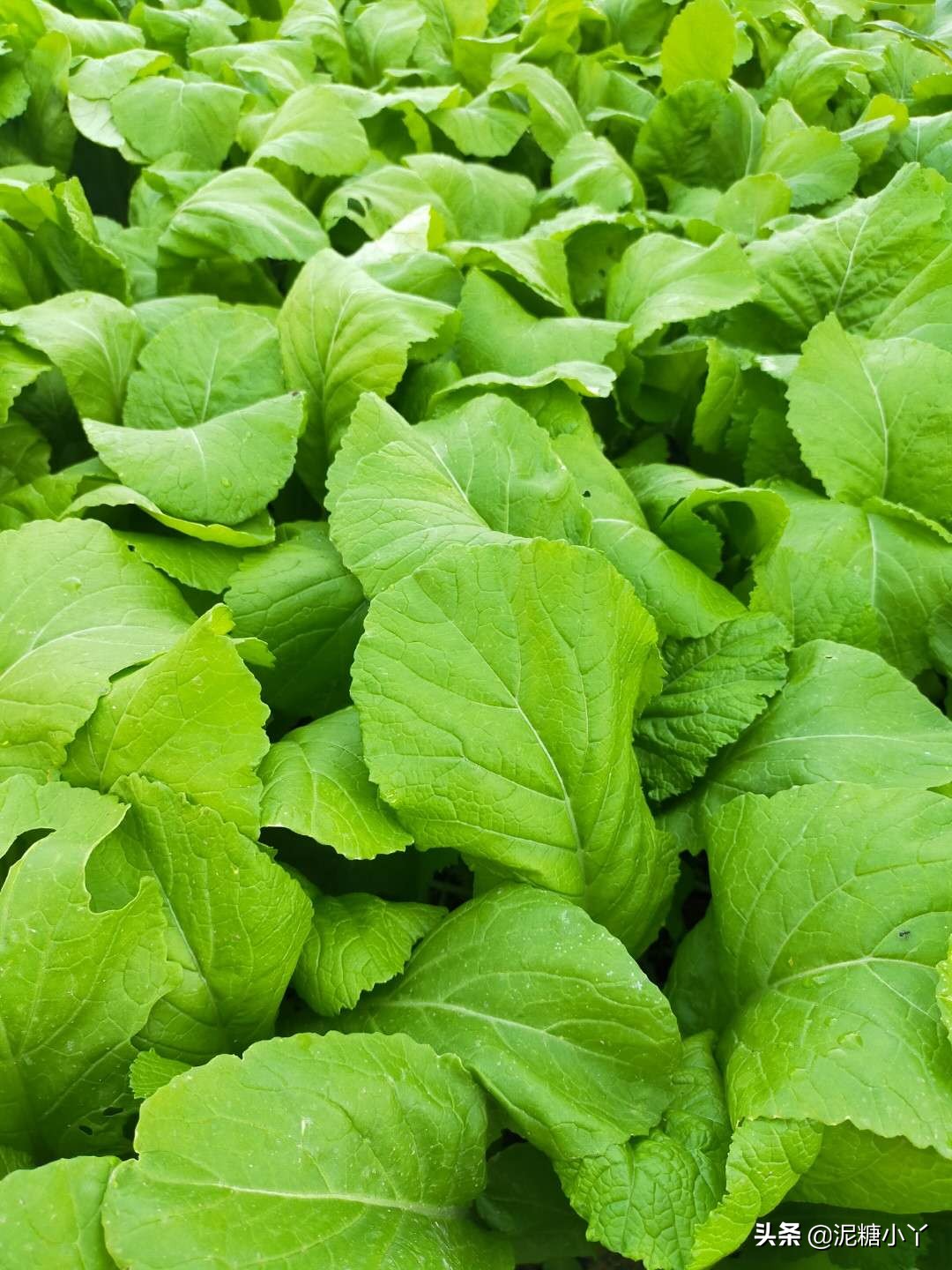 兄台请留步，南方农村里的菜你认识几种，进来说一说