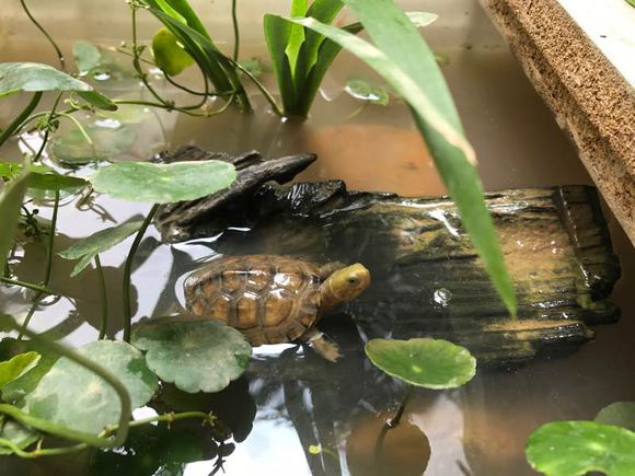 最省钱的养龟方法你学会了吗,潜藏在龟友中的泥水养龟大法