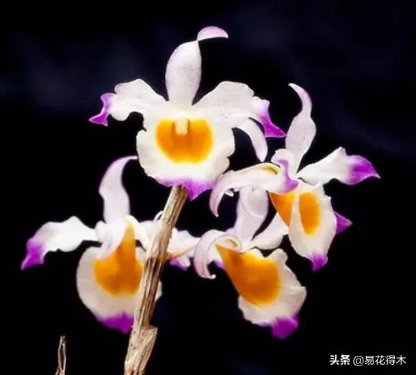 叠鞘石斛与铁皮石斛的区别,肿节石斛和大苞鞘石斛的不同