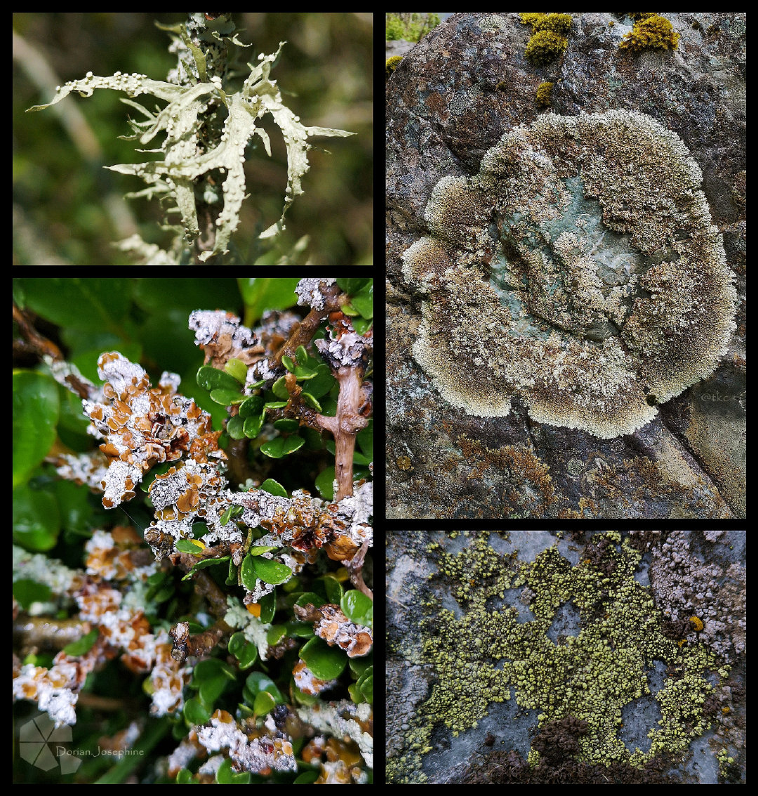 新西兰南岛一日游,新西兰南岛旅游地图