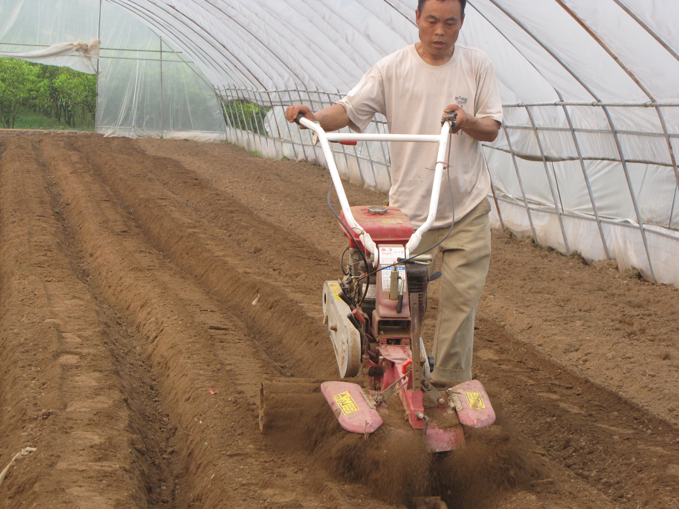 生姜温室大棚,大棚生姜育苗移栽的方法