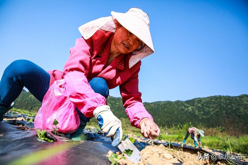萍乡湘东区南岸农旅扶贫产业园,萍乡乡村振兴与脱贫攻坚