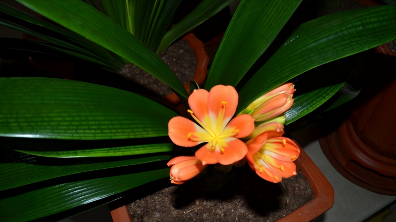 春季翻盆换土的花,哪些花适合在秋季换盆