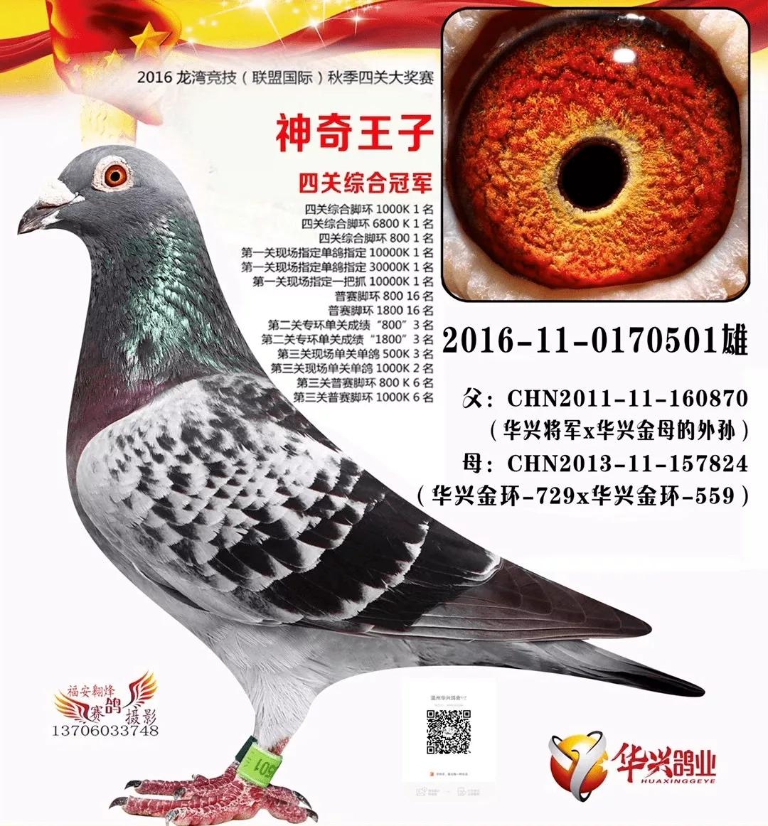 中国最贵的赛鸽前十名,最贵的一羽赛鸽