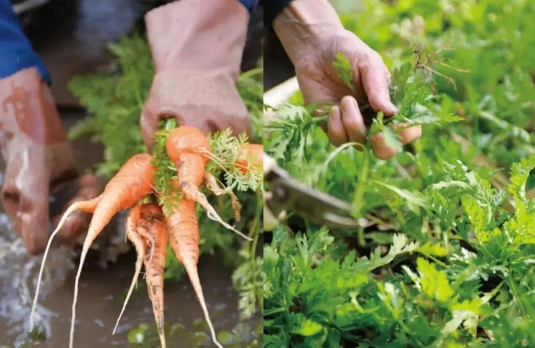 75岁日本家庭主妇日常,日本中年家庭主妇一天的真实生活