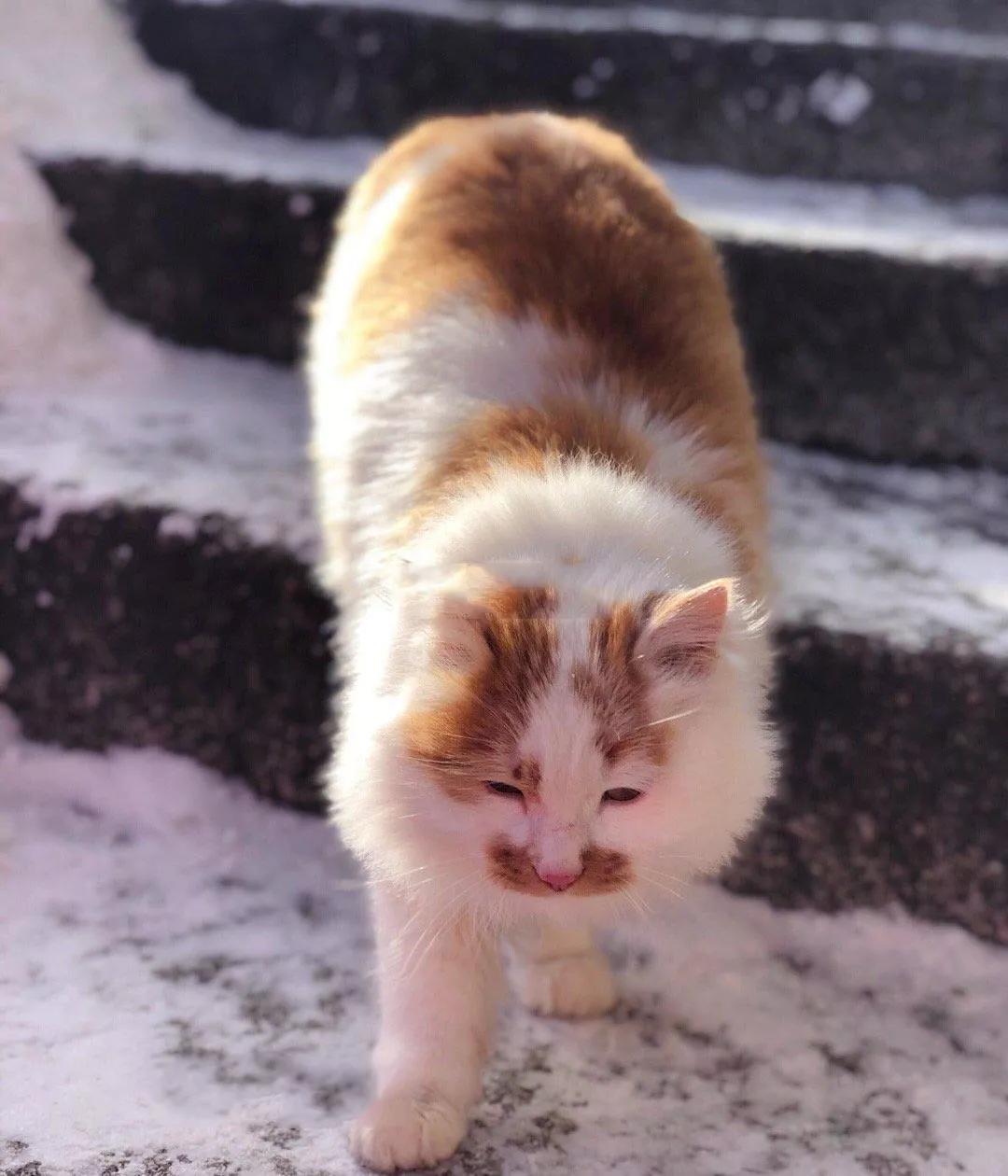 华山雾凇奇观在哪里,高空缆车赏雾凇