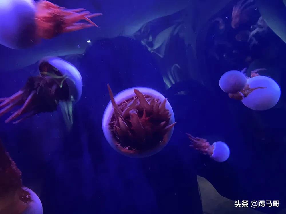 三亚不值得去的景点有哪些,三亚不值得去的景区