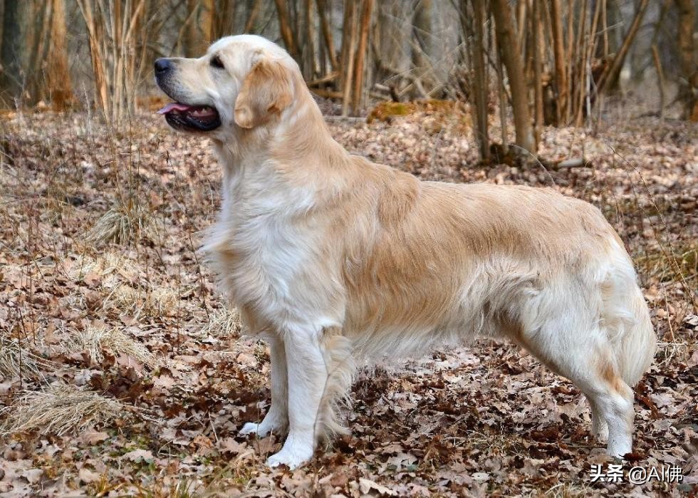 最古老的十大犬种,犬种历史的起源