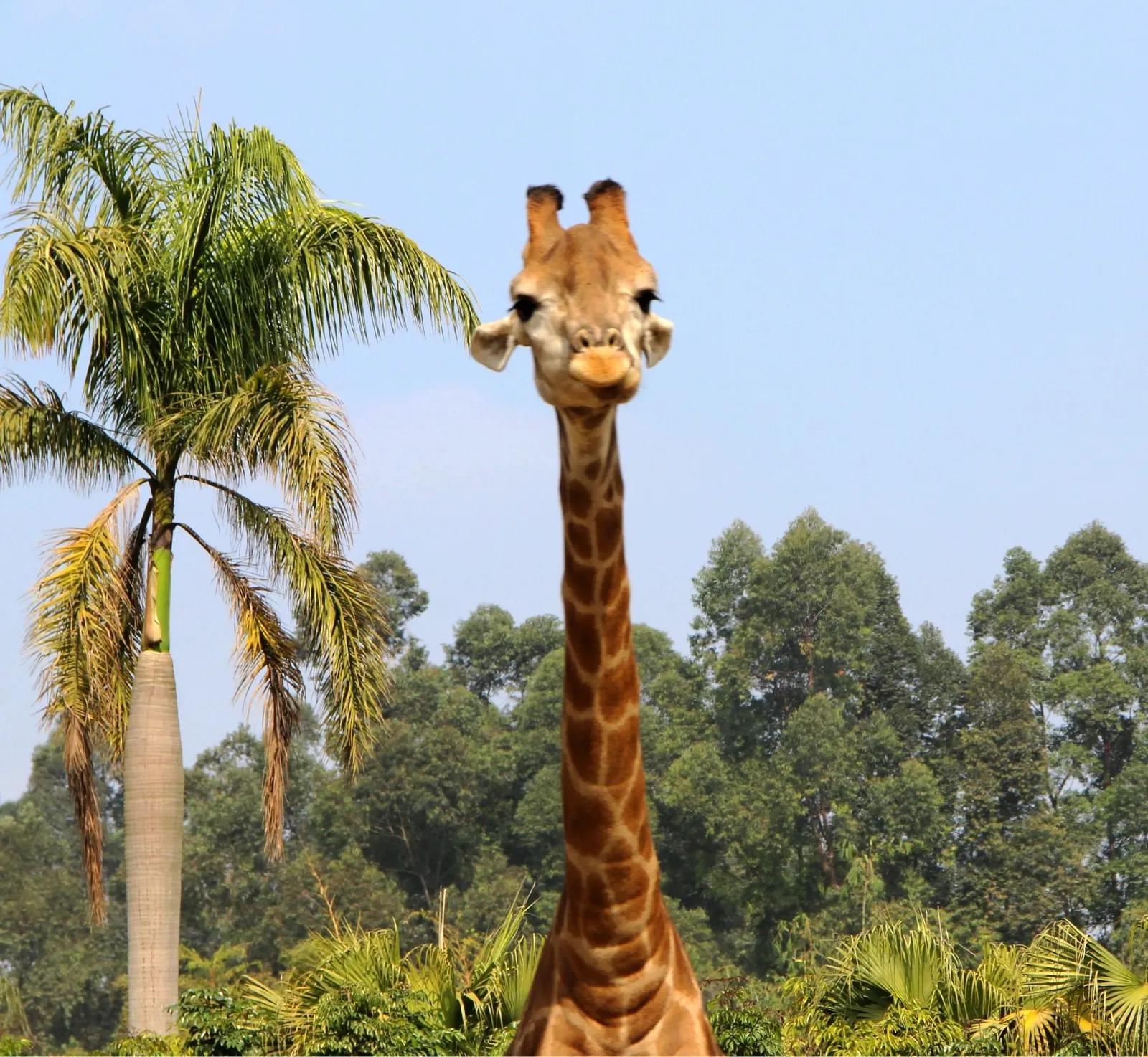 到长隆野生动物园坐地铁到哪站,广州长隆野生动物园玩一圈多久