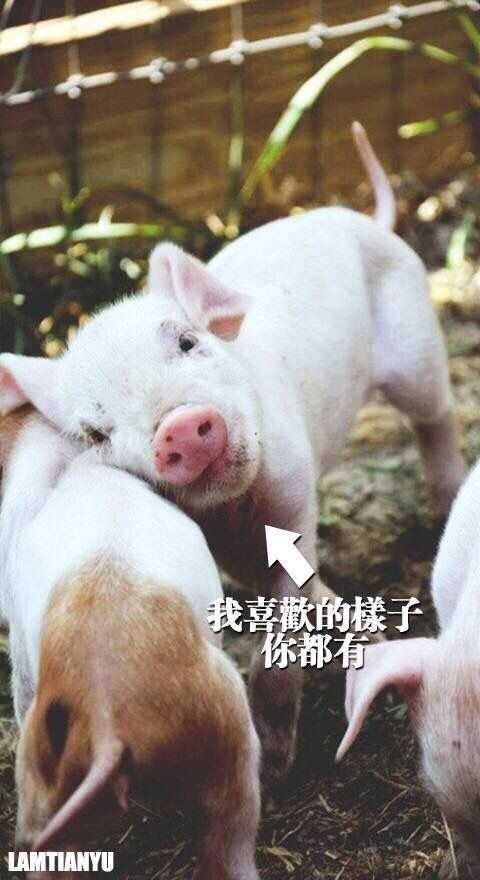 有一个笑话可以笑死人,笑话笑死人的经典段子