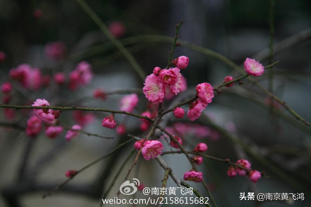 南京梅花节花期过后是什么样子的,南京梅花节最佳观赏期