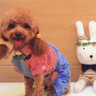 生理期的泰迪犬怎么照顾,泰迪来生理期如何处理