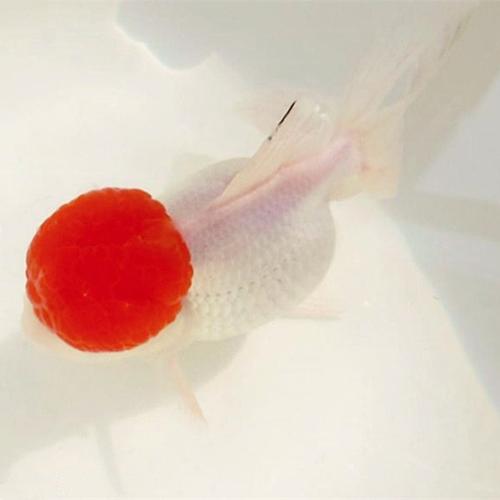 鹤顶红金鱼是鸿运当头吗,鹤顶红金鱼的饲养要点及生活环境