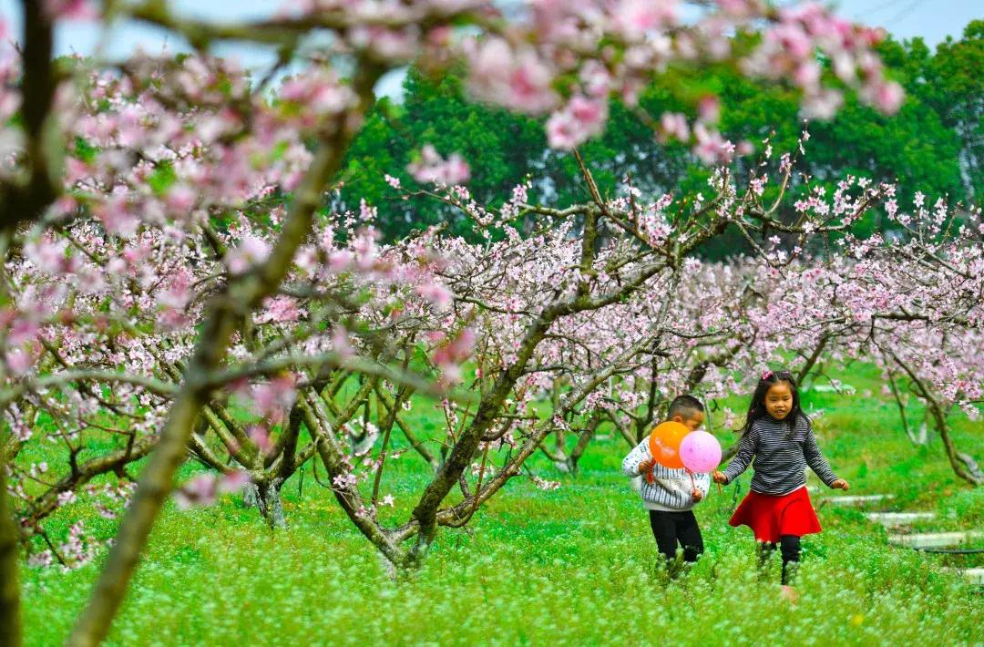 最美的花送给大家共赏,最美的花送给大家观赏