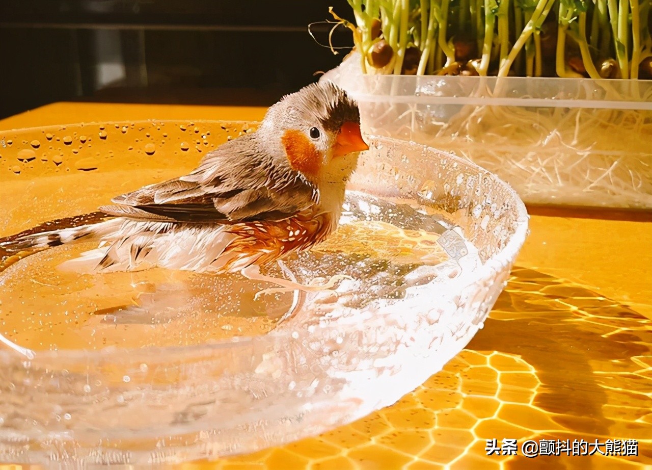 瓒呮不鎰堢殑灏忛笩,瓒呮不鎰堢殑灏忛笩瑙嗛