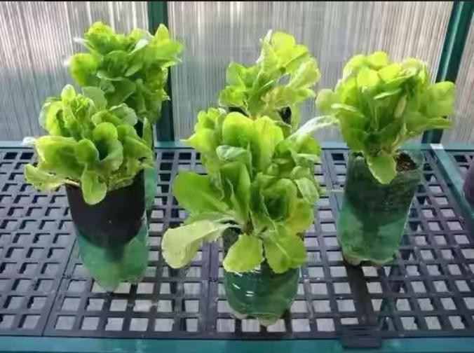 饮料瓶做的花盆如何浇水,用雪碧瓶做自动浇水花盆